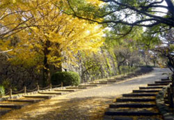 紅葉がキレイな舞鶴公園の並木道