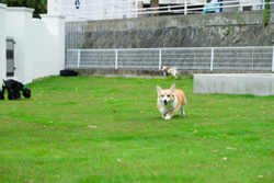 綺麗な芝生の上で楽しそうに遊ぶ犬