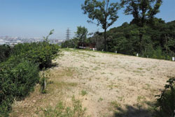 緑に囲まれた稲荷山ペットパーク老犬ホームのドッグラン風景