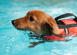 犬専用プールを気持ち良そうに泳ぐわんちゃん