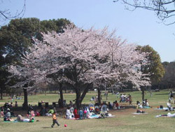 行田公園の芝生広場で桜の花見を楽しむ人々