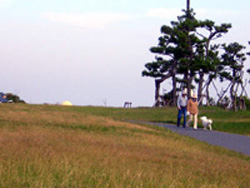 夕暮れの高洲海浜公園を犬と散歩する人
