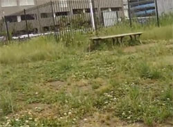 芝生とベンチの写った浦安ドッグランの風景