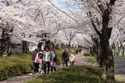 開成山公園の桜並木道と散歩を楽しむ人の風景