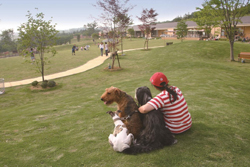 名犬牧場の散歩道と壮大な芝生のドッグラン風景