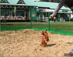 ぬまたサラダパークの小型犬専用スペースで遊ぶ犬の風景