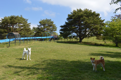 広大な草地が広がるピースワンコ・ジャパンのドッグラン風景