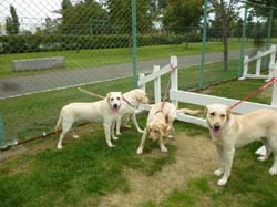 樽川公園のドッグランに集まった中型犬のワンちゃんたち