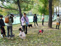 屯田西公園のドッグランを散策する大勢の愛犬家の人たち