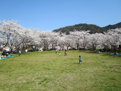 桜満開の4月ごろの小浜公園