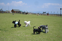 快晴の国営海の中道海浜公園ドッグランで遊ぶワンちゃんたち