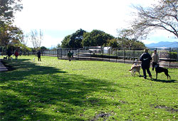 晴天の相模原公園ドッグランで遊ぶ人と犬