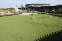 新横浜公園にある芝生のドッグラン全体写真