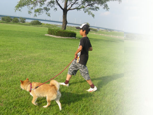 犬と遊べる公園 ドッグラン情報サイト 犬プレ