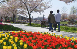 スポーツ公園内の美しい花々を眺めながら散策する人