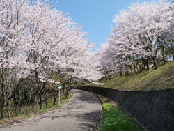 高尾山自然公園の風景