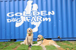 GOLDEN DOG FARmのペイントされた壁の前で憩う大型犬のワンちゃんたち