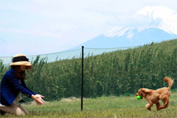 富士山をバックに芝生のドッグランで犬と遊ぶ風景