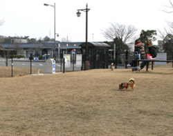 徳島自動車道上板SAにあるドッグランで遊ぶ犬