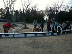 駒沢オリンピック公園ドッグランで交流する大勢の愛犬家たち