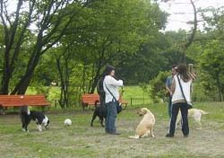 水元公園ドッグランで交流する犬と人