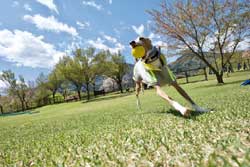 クラフト山のドッグランの広々とした芝生をボールを咥え駆け抜ける中型犬ワンちゃん