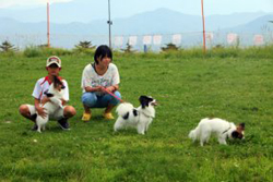 清里スキー場ハイランドパークのわんわん広場の芝生で遊ぶ犬と人